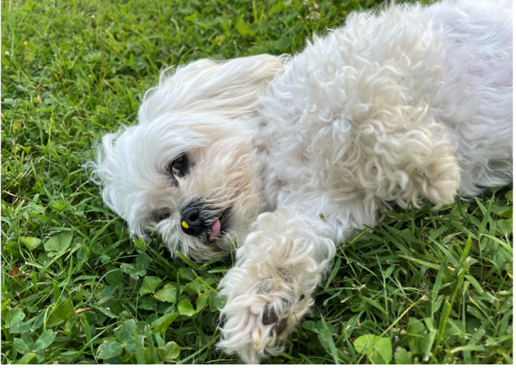 A white dog laying in grass. 