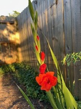 A red gladiolus flower.